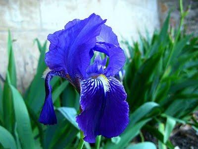 Iris barbados