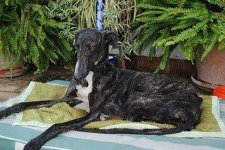 Galga recien amputada se escapa en pueblo de Sevilla,