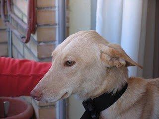 Podenco, en Cádiz, casi se derrite con las primeras caricias