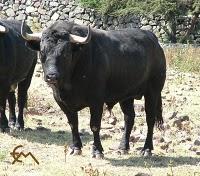 Toros de Los Encinos para la segunda fecha de la México...