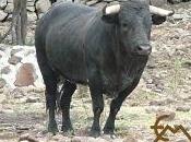 Toros Encinos para segunda fecha México...
