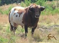 Toros de Los Encinos para la segunda fecha de la México...