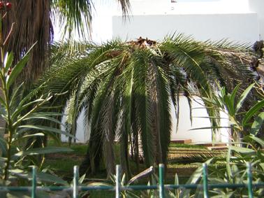 El asesino de palmeras ha llegado a Huelva