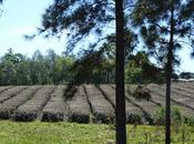 "Plantación