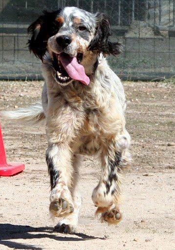 Xol, uno de mis queridos villabicheros necesita un rinconcito temporal (Burgos)