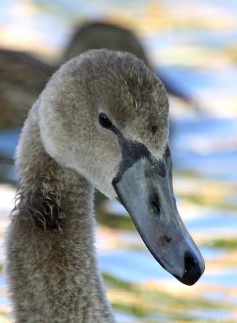 CISNE VULGAR-CYGNUS OLOR-MUTE SWAN CISNE VULGAR-CYGNUS OLOR-MUTE SWAN