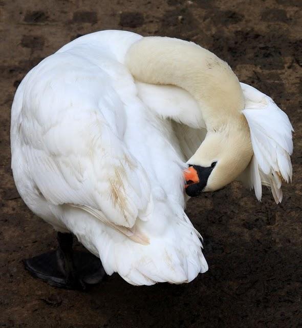 CISNE VULGAR-CYGNUS OLOR-MUTE SWAN