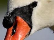 Cisne vulgar-cygnus olor-mute swan