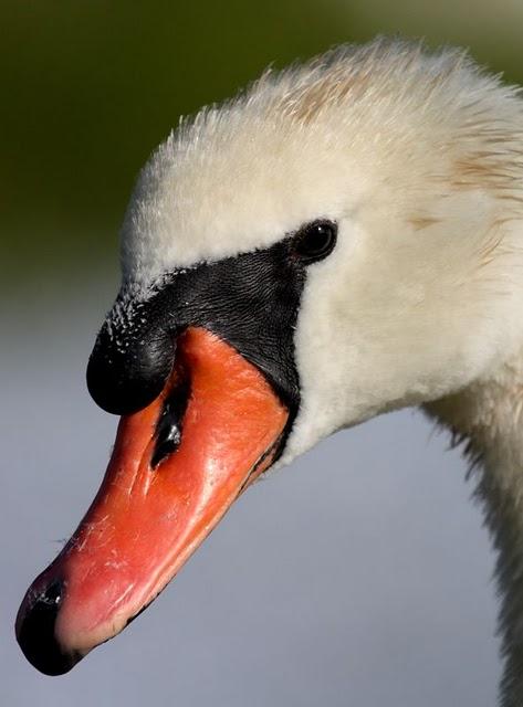 CISNE VULGAR-CYGNUS OLOR-MUTE SWAN