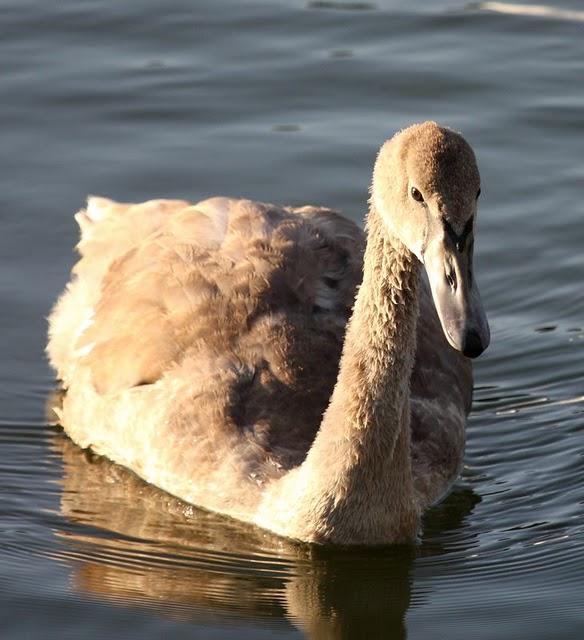 CISNE VULGAR-CYGNUS OLOR-MUTE SWAN