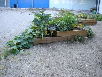 Plantot. Proyecto para el análisis y la consciencia de la vegetación urbana