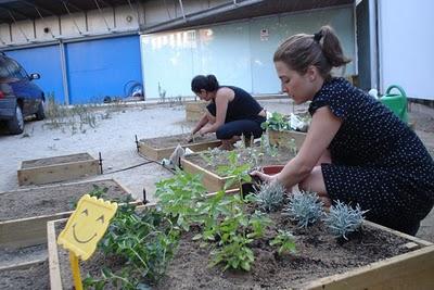 Plantot. Proyecto para el análisis y la consciencia de la vegetación urbana