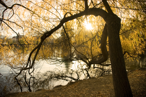 Slideshow con algunas fotos que hice ayer por Puigcerdà. Lo...