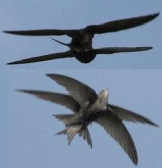 La crisis del Partido Copular