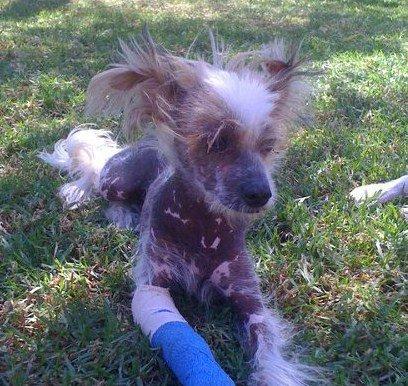 Kiko, crestado chino un bebito que antes de abandonarlo lo maltrataron (Valencia)