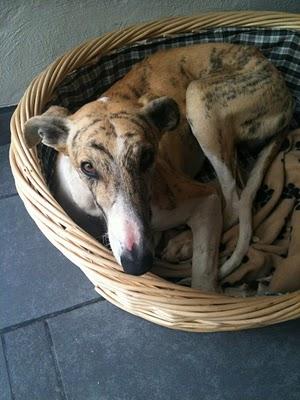 Galgo cojo abandonado en un pueblo de Toledo, urgente!