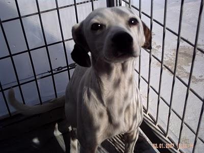 EN EL REFUGIO DE MADRID ACOGEN A LAS CACHORRAS ENFERMAS DE ROTAGUAU, PERO SE NECESITA AYUDA.