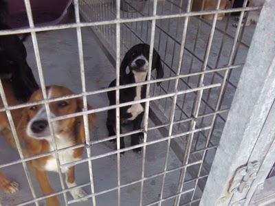 EN EL REFUGIO DE MADRID ACOGEN A LAS CACHORRAS ENFERMAS DE ROTAGUAU, PERO SE NECESITA AYUDA.