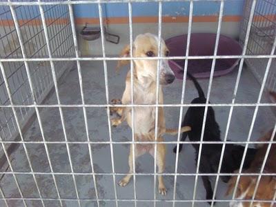 EN EL REFUGIO DE MADRID ACOGEN A LAS CACHORRAS ENFERMAS DE ROTAGUAU, PERO SE NECESITA AYUDA.