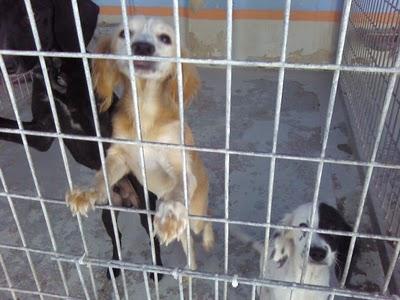 EN EL REFUGIO DE MADRID ACOGEN A LAS CACHORRAS ENFERMAS DE ROTAGUAU, PERO SE NECESITA AYUDA.