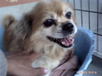 EN EL REFUGIO DE MADRID ACOGEN A LAS CACHORRAS ENFERMAS DE ROTAGUAU, PERO SE NECESITA AYUDA.