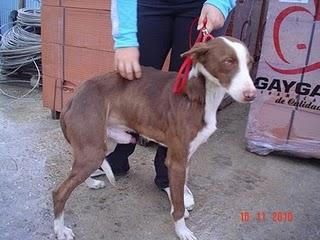 Poly, otro deshecho de cacería, en los huesos y con mucho miedo!!!