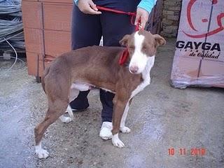 Poly, otro deshecho de cacería, en los huesos y con mucho miedo!!!