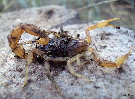 Escorpiones en el noroeste ibérico