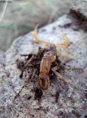 Escorpiones en el noroeste ibérico Escorpiones en el noroeste ibérico