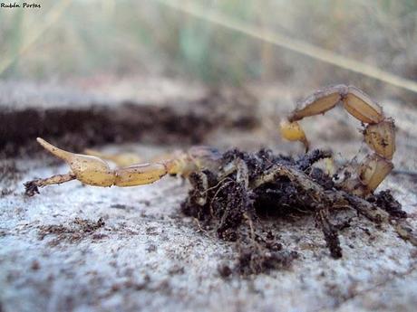Escorpiones en el noroeste ibérico Escorpiones en el noroeste ibérico