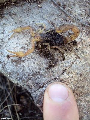 Escorpiones en el noroeste ibérico