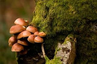 UN LUJO AL ALCANCE DE POCOS