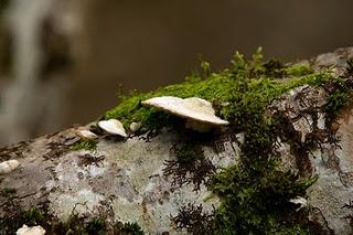 UN LUJO AL ALCANCE DE POCOS