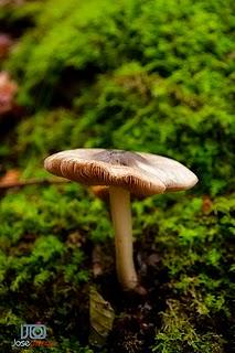 El encanto del color