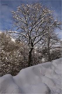 UN POCO DE NIEVE