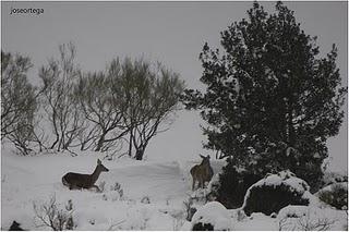 UN POCO DE NIEVE