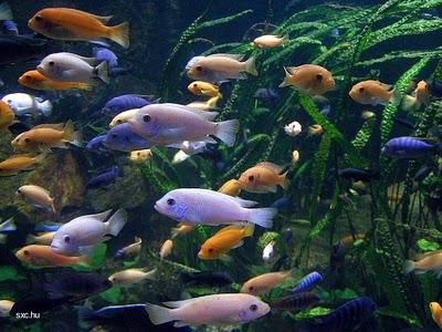 Los acuarios pueden mejorar su hogar