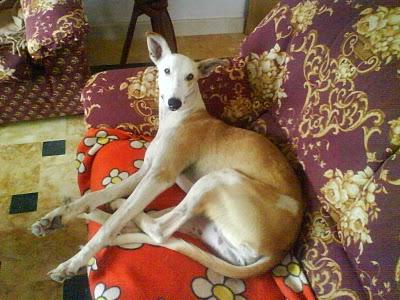 Galga adoptada en hellin y ahora robada. MURCIA.¡¡¡ SOS, ES MUY URGENTE!!!