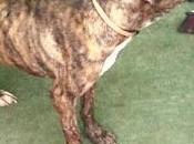 Preciosa boxer debil famélica. cordoba!!!