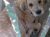 Canelo tras barrotes perrera sevilla.