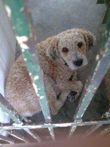 CANELO TRAS LOS BARROTES EN LA PERRERA DE SEVILLA.