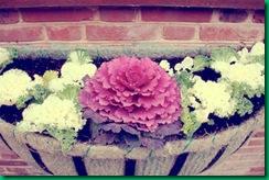 ornamental-cabbages-1-oct-09-cherry-menlove