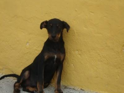 CACHORRITO ABANDONADO EN PESIMAS CONDICIONES EN POBLADO CHABOLISTA. ESTÁ COJITO. (CADIZ)