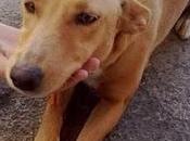 Preciosa podenca perrera Movera, fecha sacrificio cercana.