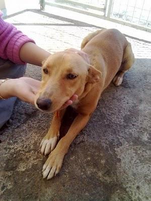 Preciosa podenca en la perrera de Movera, con fecha de sacrificio muy cercana.