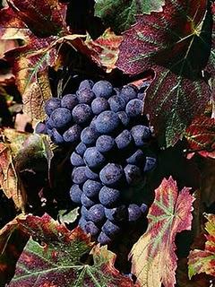 Cru Beaujolais y Piron