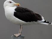 Gavión atlántico-larus marinus-greater blac baked gull