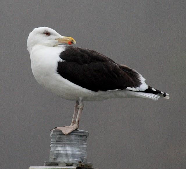 GAVIÓN ATLÁNTICO-LARUS MARINUS-GREATER BLAC BAKED GULL