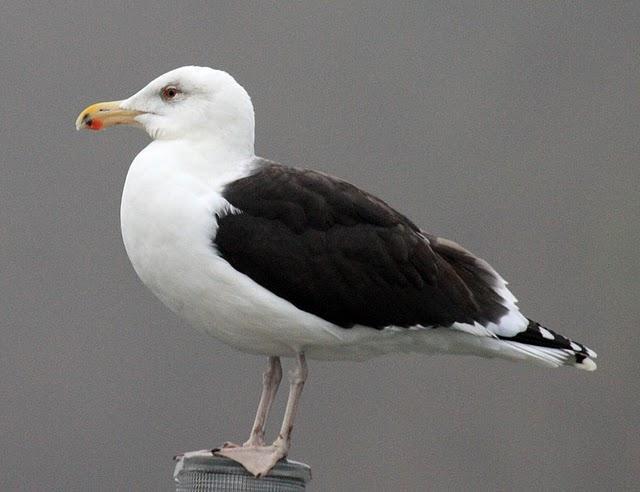 GAVIÓN ATLÁNTICO-LARUS MARINUS-GREATER BLAC BAKED GULL