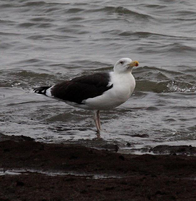 GAVIÓN ATLÁNTICO-LARUS MARINUS-GREATER BLAC BAKED GULL